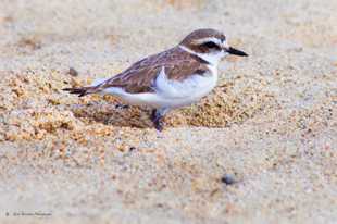 Western Snowy Plover-0117.jpg